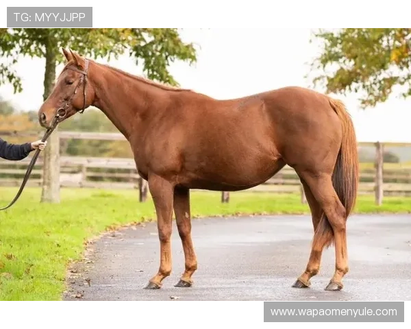 探索澳门赛马的历史发展及其在亚洲马坛的独特地位